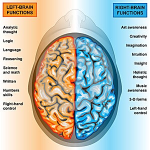 Human brain left and right functions photo