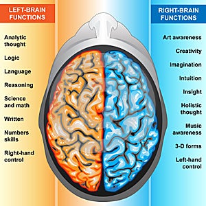 Human brain left and right functions