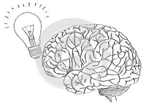Human Brain with Light Bulb for Think Idea Concept Vector Outline Sketched Up