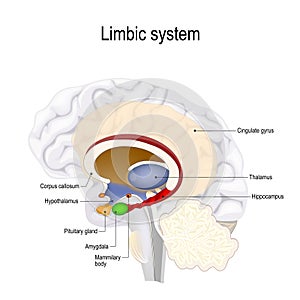 Human brain. limbic system photo