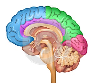 Hombre cerebro lóbulos 