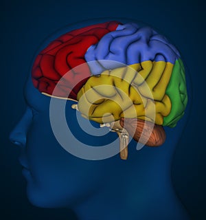 Human brain photo