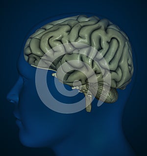 Human brain photo