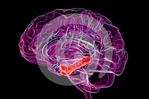 Human brain mid-section with highlighted parahippocampal gyrus, a key structure in memory encoding, spatial navigation, and