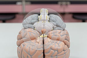 Human brain model for education