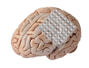 Human brain model with graphic of electrode recording brain waves covering motor cortex