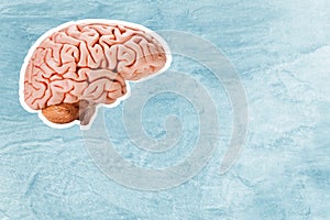 Human brain model on light blue background, concept of level of mind, intellectual achievements, possibility of people`s