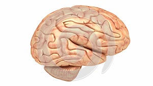 Human brain model, rotation loop