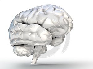 Human brain model on white background