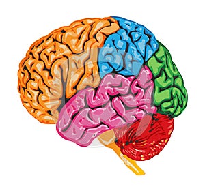 Human brain.Multi-colored 3d vector drawing illustration of human brain