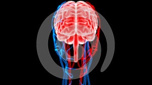 Human Brain with Nerves, Veins and Arteries Anatomy