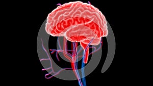 Human Brain with Nerves, Veins and Arteries Anatomy