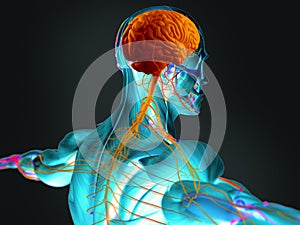 Hombre cerebro a nervioso sistema 