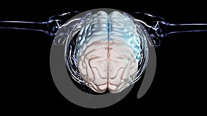 Human brain nervous system anatomy, medical diagram with parasympathetic and sympathetic nerves.