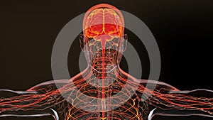 Human brain nervous system anatomy, parasympathetic and sympathetic nerves. Central organ,