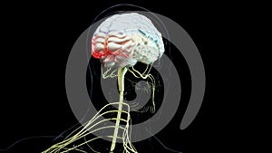 Human brain nervous system anatomy, sections are separated by colored spots