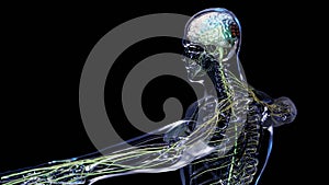 Human brain nervous system anatomy, medical diagram with parasympathetic and sympathetic nerves.