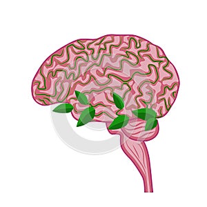 Human brain, nervous system. Healthy brain concept, ecological thinking, vector illustration