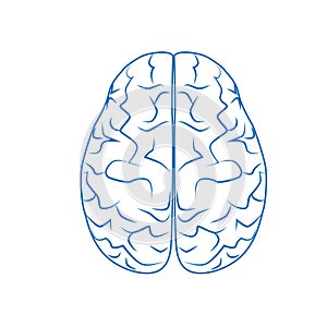 Human brain, nervous system. Internal human organs. Linear vector illustration