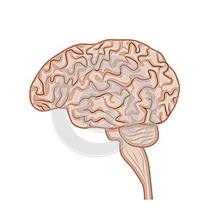 Human brain, nervous system. Side view. Internal organs structure, vector illustration