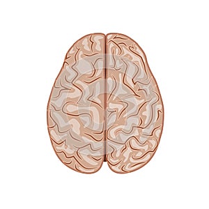 Human brain, nervous system. View from above. Internal organs structure, vector illustration