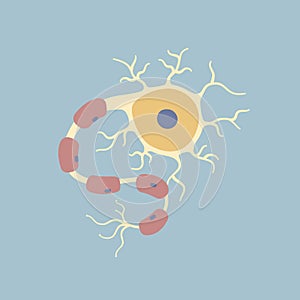 Human Brain neuron nerve cell. Synapses, myelin sheat, cell body, nucleus, axon and dendrites. Neurology