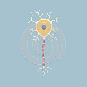 Human Brain neuron nerve cell. Synapses, myelin sheat, cell body, nucleus, axon and dendrites. Neurology