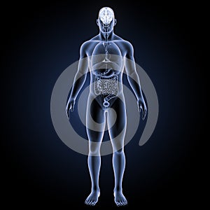 Human Brain with organs anterior view