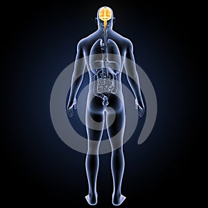 Human Brain with organs posterior view