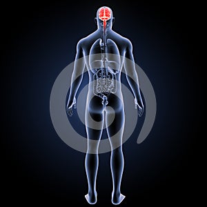 Human Brain with organs posterior view
