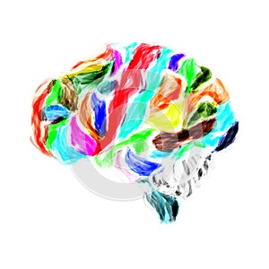 Human brain painted with watercolors