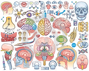 Human brain parts and anatomical head inner organs outline collection set