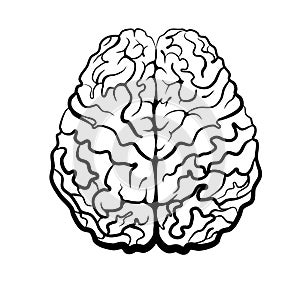 Human brain picture top view