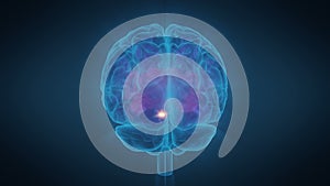 Human Brain Pituitary Gland Highlighted