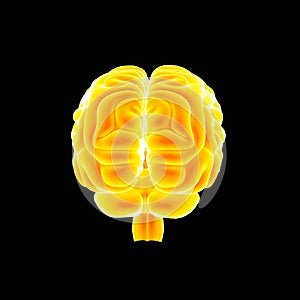 Human Brain posterior view