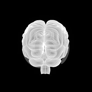 Human Brain posterior view