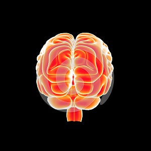 Human Brain posterior view