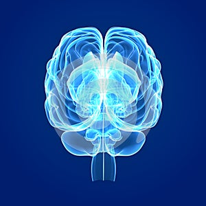 Human Brain posterior view