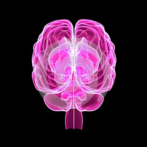 Human Brain posterior view