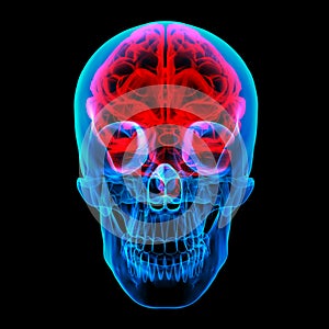 Human brain X ray