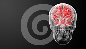 Human brain X ray