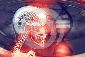 Human brain x-ray view