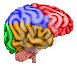 Human Brain Regions Lobes Anatomy Illustration