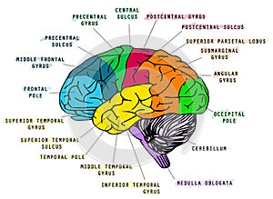 Human brain`s anatomy