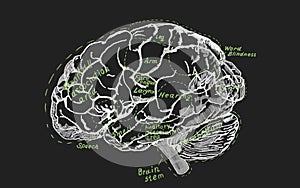 Human brain scheme vintage for Education or Science