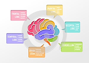 Human brain Section and function infographic, paper cut out design