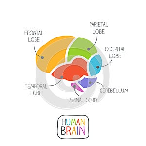 Human Brain Section Illustration