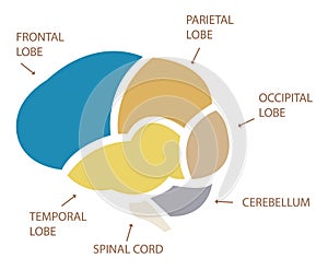 Human Brain Section Illustration sections