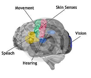 Human Brain With Sensory And Motor Functions Labeled