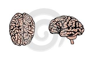 Human brain set